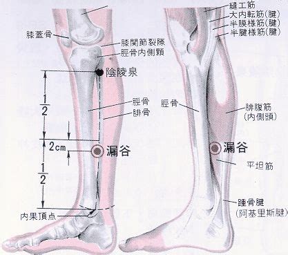 漏穴|医砭 » 经穴库 » 漏谷